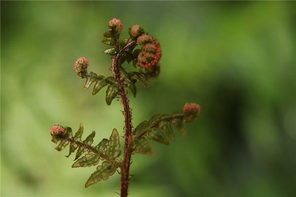 梦见蕨类植物是什么意思