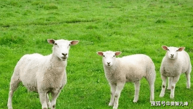 属羊人2023年运势比较稳定的生肖羊逢兔年