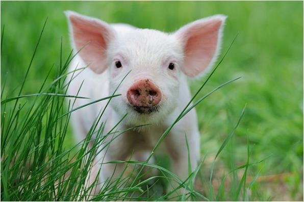 详细讲解
:2023年，生肖猪今年呈上升趋势，成功在望，前途光明！