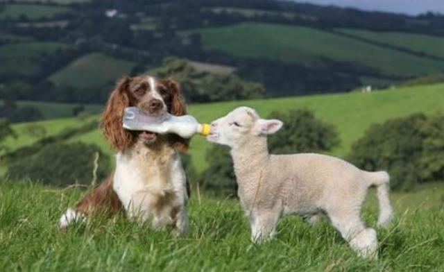 反思与总结
:一只羊生了一个狗宝宝