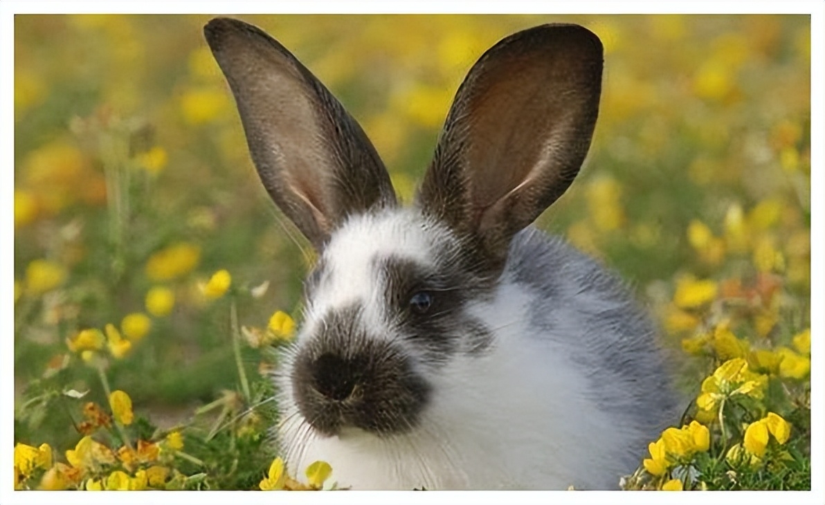 兔年出生的人出生在不同的月份。 有什么不同？ 哪个月份最好？