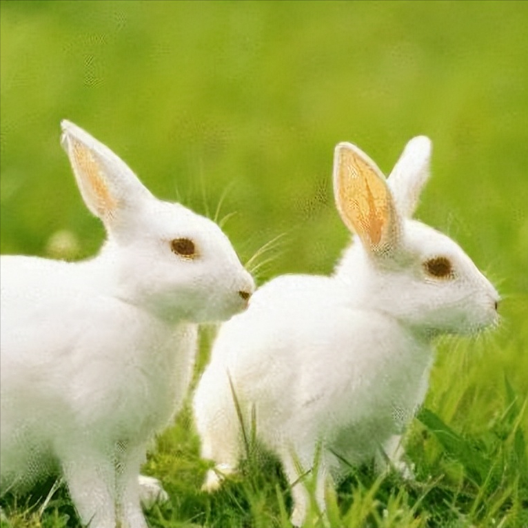 兔年出生的人出生在不同的月份。 有什么不同？ 哪个月份最好？