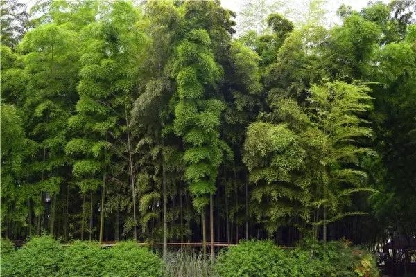 背景资料
:园林植物风水知识是园艺必备！