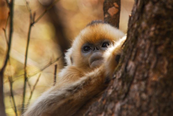 经验和体会
:属猴的人是哪一年出生的？