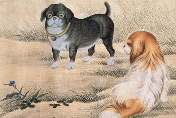 值得收藏
:生肖狗的五要素是什么？