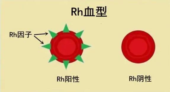 rh阴性是什么意思？