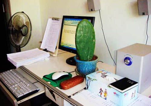 很好很强大
:办公桌上放什么植物好
