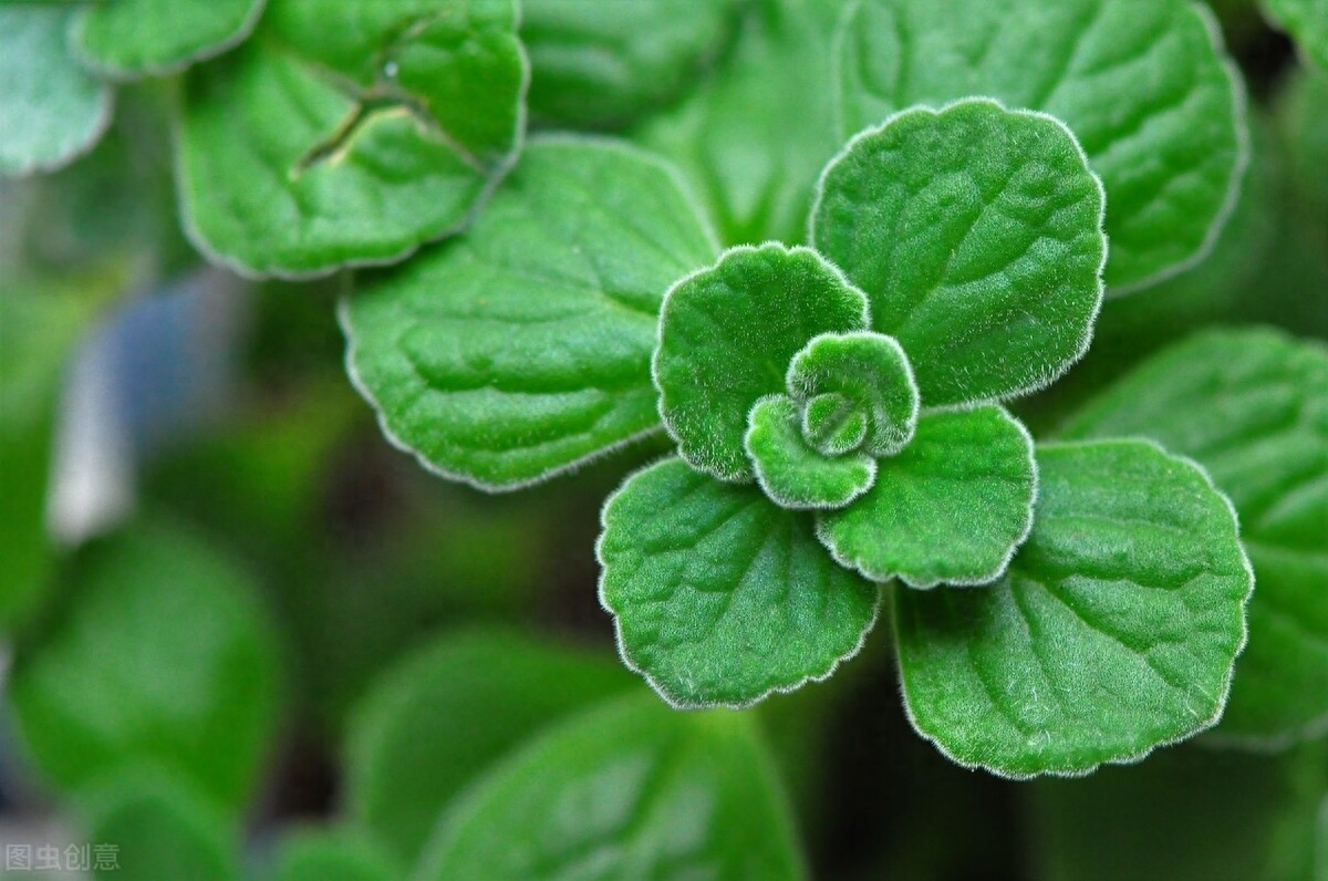 梦见给植物浇水 天冷了，种“香花”，既香又省空气净化器钱