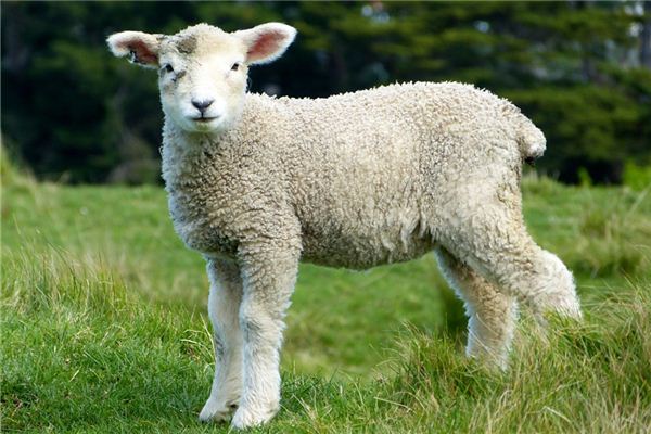 不得不服
:2003年属羊的人是什么命