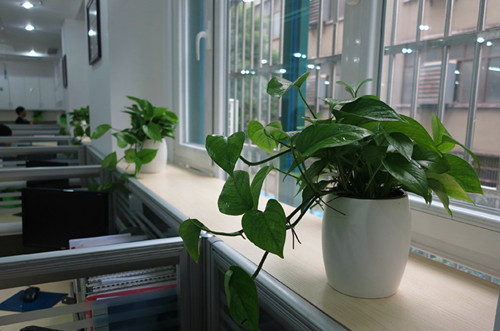 直击要害
:办公室摆放植物风水有哪些禁忌  办公室放什么植物效果好0
