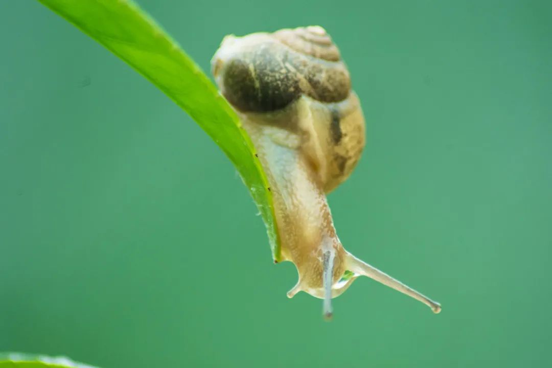 重磅来袭
:《跑的快的蜗牛》作文300字，蜗牛跑的飞快习作