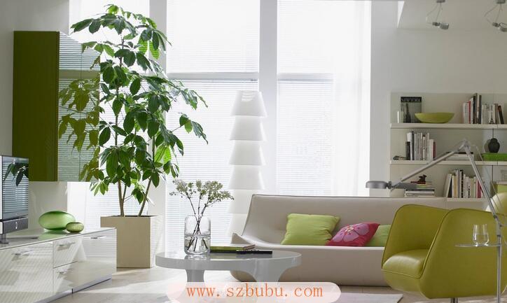 近期更新
:十大客厅风水植物 适合客厅风水植物有哪些