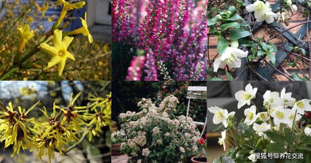 强烈推荐
:7种能在冬季寒冷的户外开花的观赏植物，零下10多度照样开花