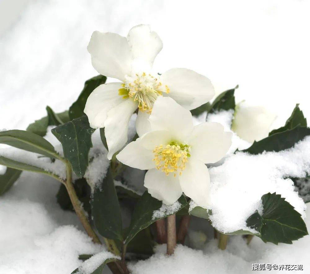 强烈推荐
:7种能在冬季寒冷的户外开花的观赏植物，零下10多度照样开花