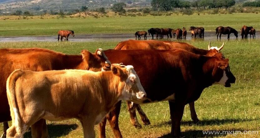 梦见牛是什么意思预兆