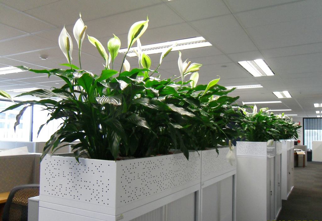 令人瞠目
:办公室放什么植物风水好 7种旺财运的办公桌摆放风水植物