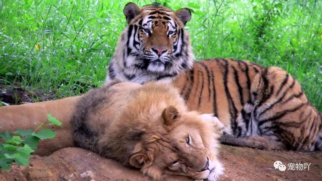 老虎很少吃狼，狮子不吃鬣狗，这是为什么？动物学家说出实情