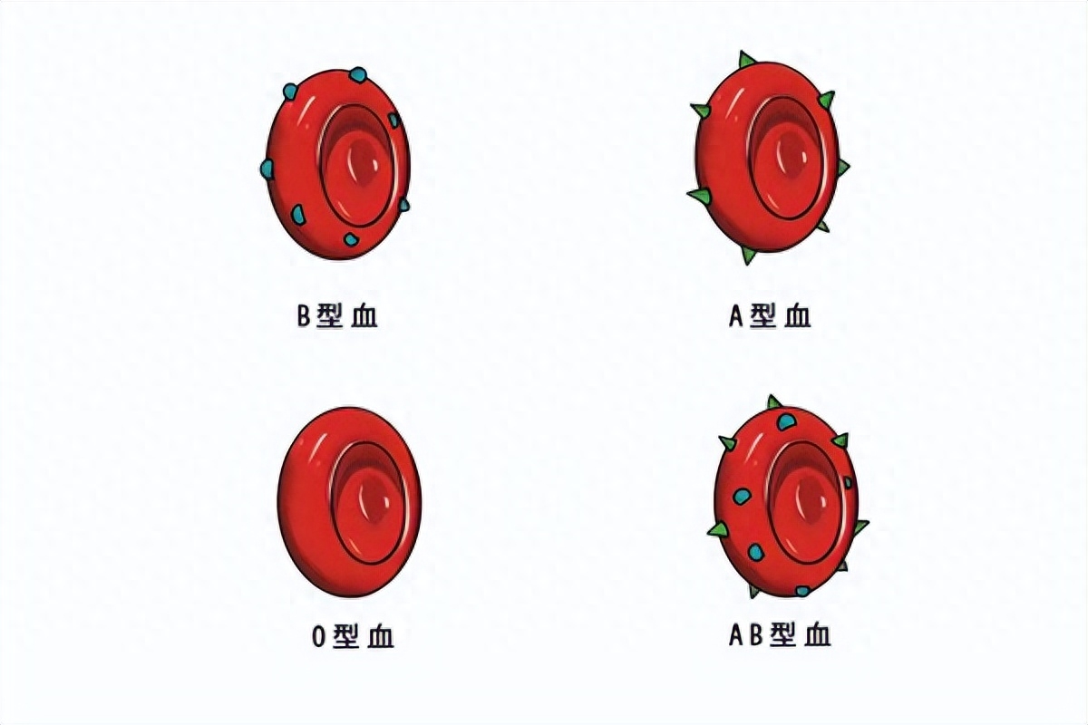 夫妻中有一人是O型血，另一方是其他“血型”，宝宝或许很幸运