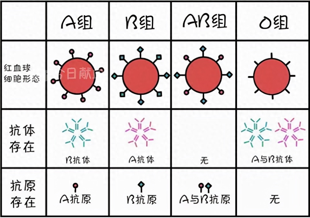 强荐
:你是什么血型？A型、B型、AB型、O型血，哪种血型更健康？