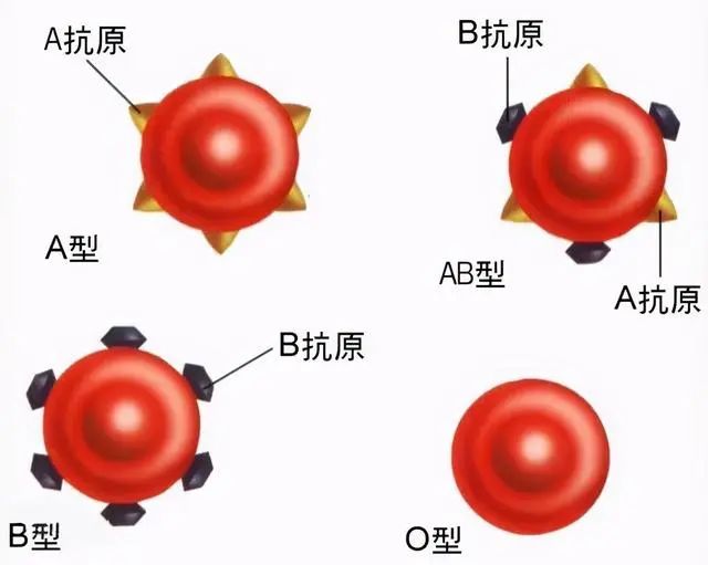 感受分享
:爸妈都是O型血，生出来的宝宝B型血，咋回事？