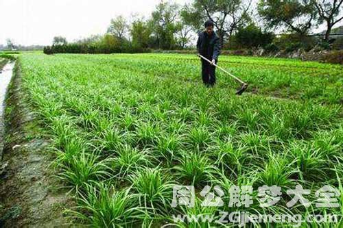 很超值
:【梦见挖菜地】