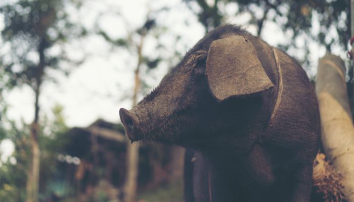 生肖猪和蛇能在一起吗 生肖猪和生肖蛇能在一起吗