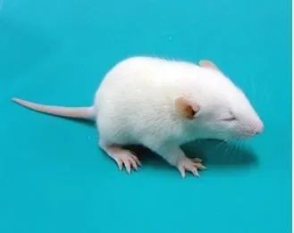论证严密
:属鼠子时出生命运好吗 性格如何