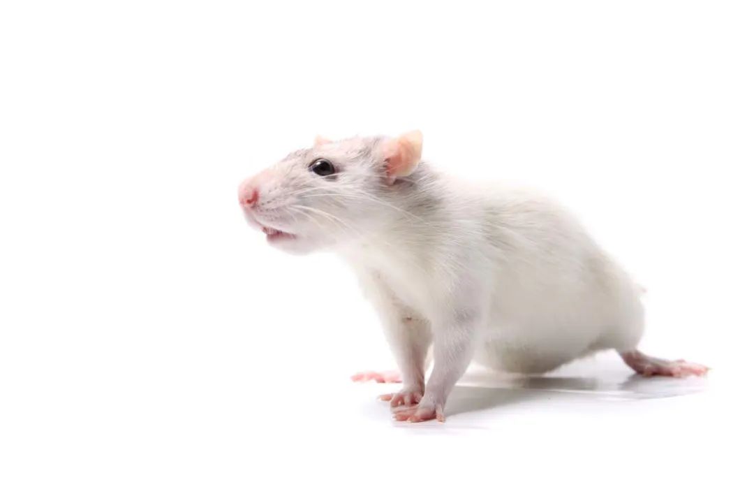 论证严密
:属鼠子时出生命运好吗 性格如何