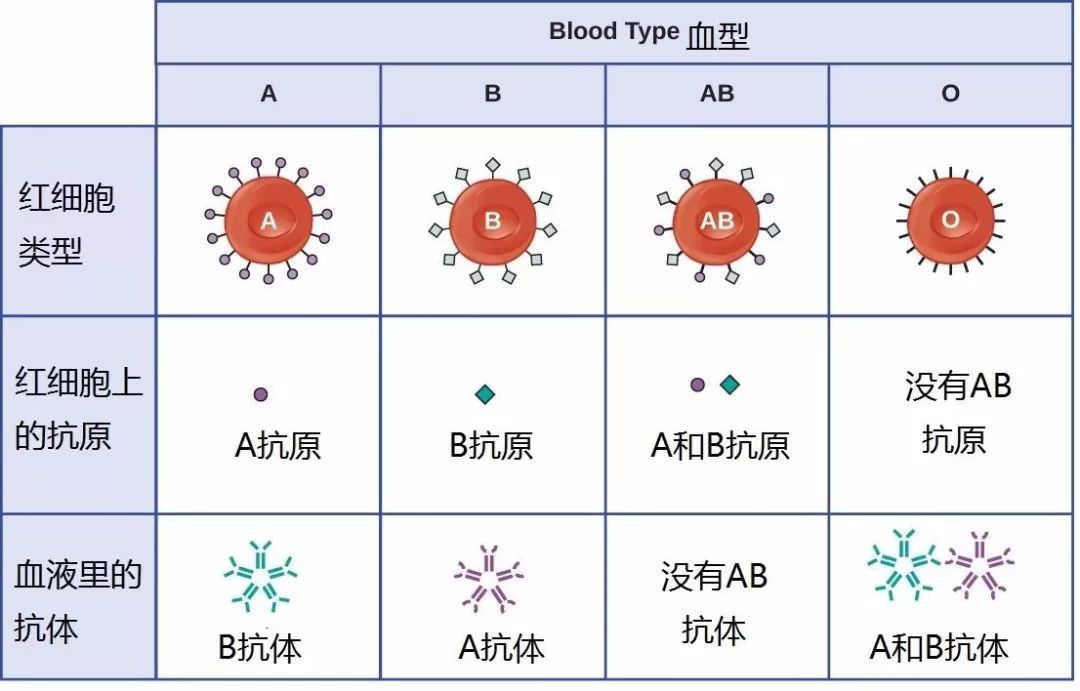 重塑经典
:稀有血型人群用血需求如何保障？