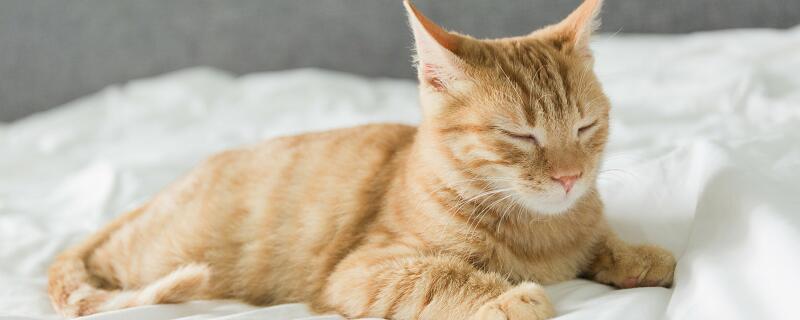 重磅推出
:梦见猫和自己说话有什么预兆 梦见猫和自己说话好不好