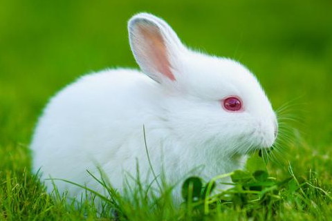 属兔2023年运势及运程详解每月 2023年属兔人的本命年全年运势如何