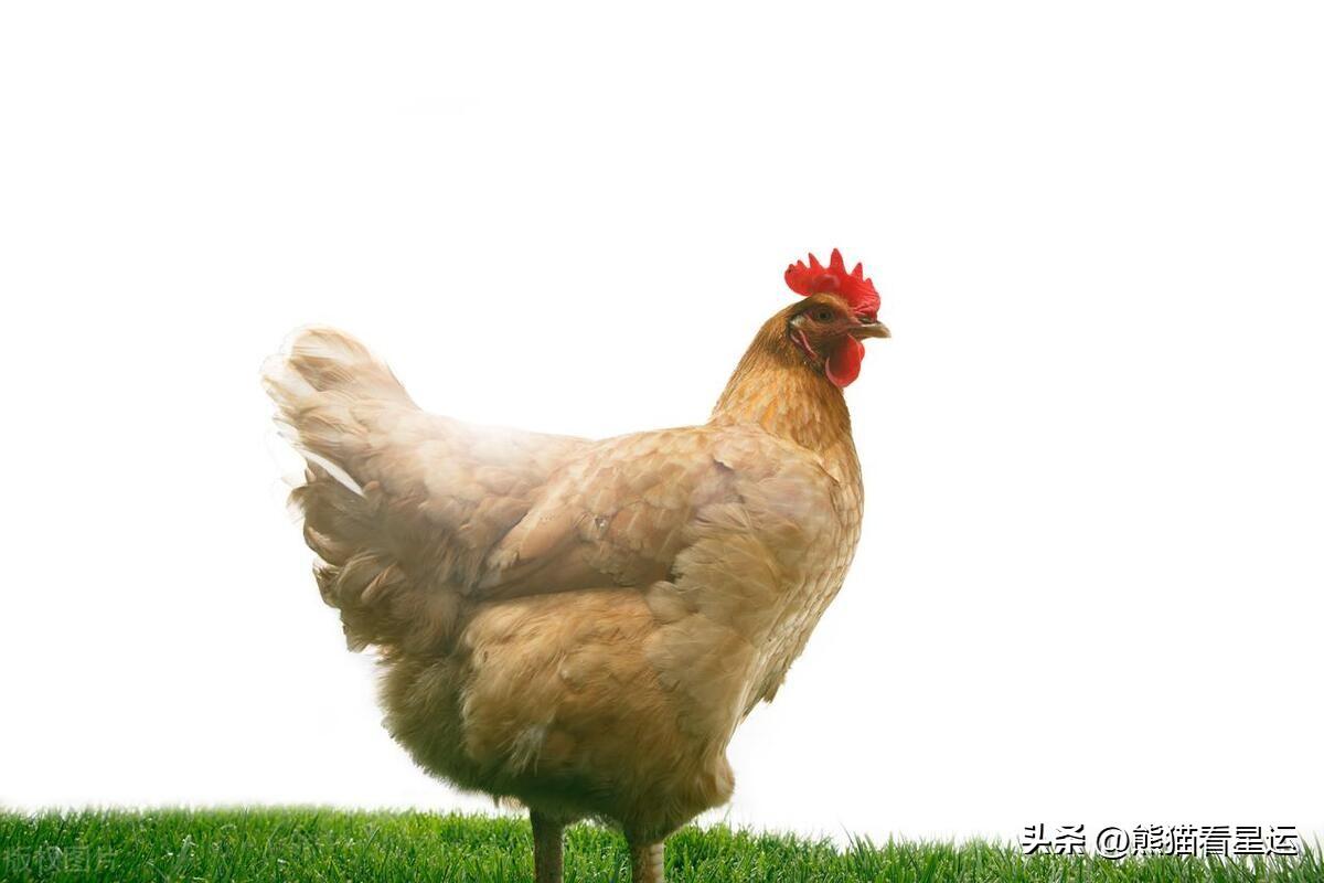 前方高能预警
:揭秘：属鸡人中，哪个农历月份出生的命最苦？