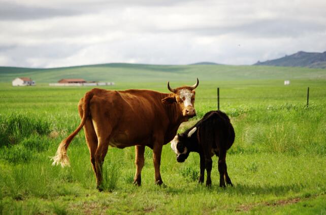 通用解决方案
:属牛的和什么属相最配 生肖牛的最佳配对属相