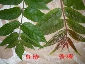 中国成语中的﻿植物，你都认识吗？