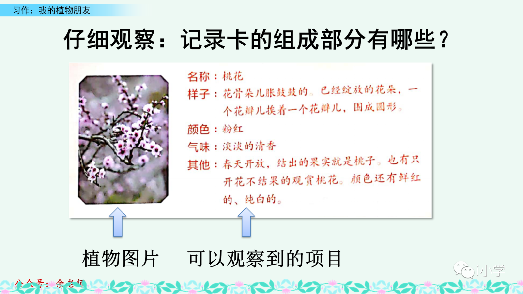 梦见茂盛的植物 自我鉴定
:统编语文三（下）第一单元习作《我的植物朋友》视频讲解+习作指导+范文