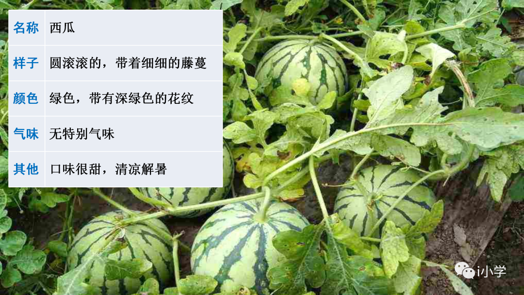 梦见茂盛的植物 自我鉴定
:统编语文三（下）第一单元习作《我的植物朋友》视频讲解+习作指导+范文