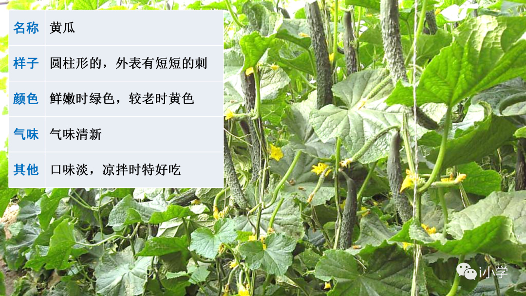 梦见茂盛的植物 自我鉴定
:统编语文三（下）第一单元习作《我的植物朋友》视频讲解+习作指导+范文