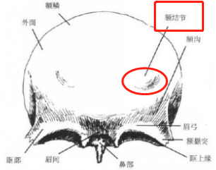 干货系列丨额头审美