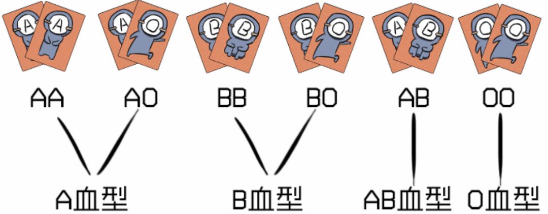 A,B,AB,O型血的基因型各是什么？