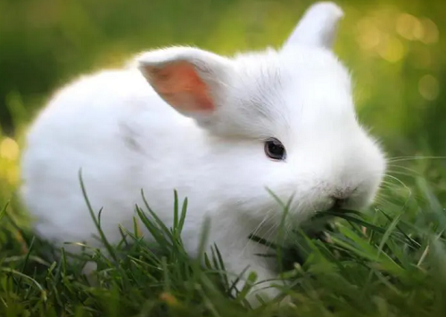 避坑
:属兔的宝宝生在几月比较好 属兔的宝宝生在几月比较好命