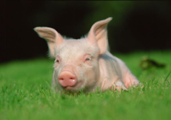 生肖猪农历几月出生好 属猪生在几月最好农历