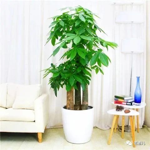 家居风水，卧室里放植物好吗？摆什么最旺运？