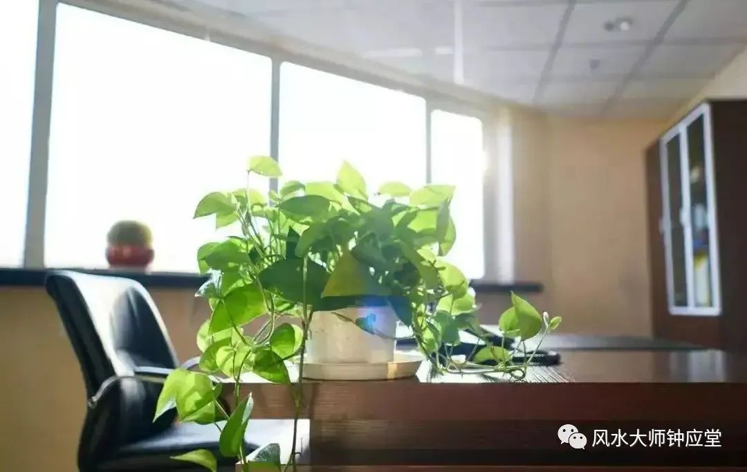 小感想
:男领导办公桌放什么植物好风水好？
