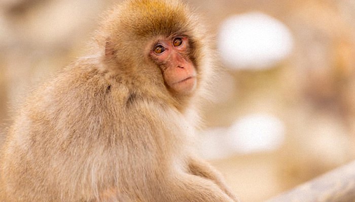 学习资料分享
:属猴的和什么属相最配、相克 与猴相冲相克的属相
