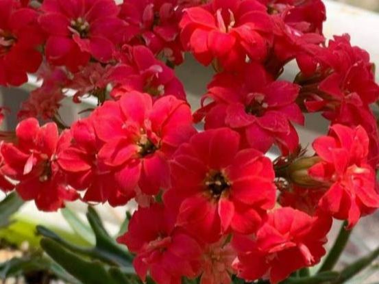 免费送
:这5种花，养在家中不光漂亮，风水也不错，开花还勤快