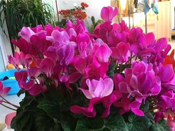 免费送
:这5种花，养在家中不光漂亮，风水也不错，开花还勤快