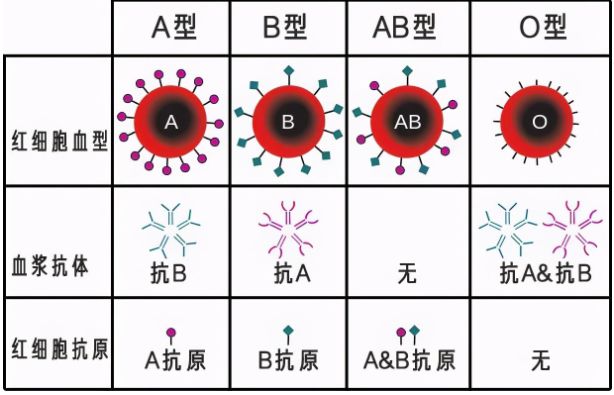 方法比较
:深圳一“类孟买血型”产妇成功分娩