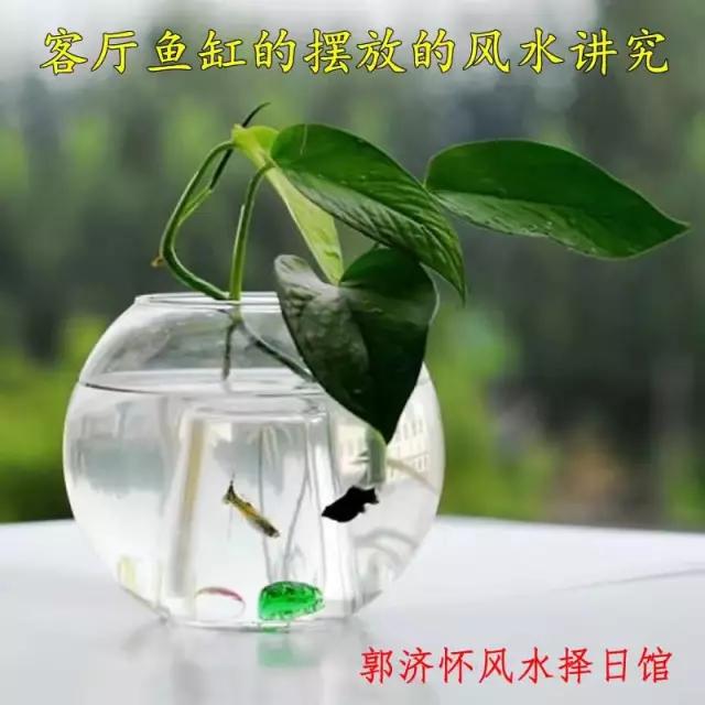 鱼缸的摆放的风水讲究