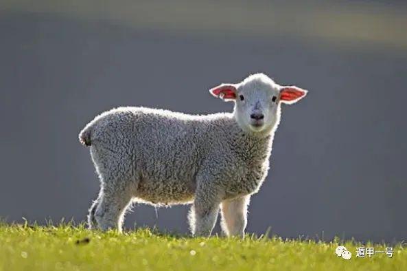 2003年属羊人2023年运势及运程 03年20岁生肖羊2023年每月运势