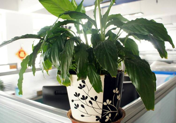 办公室植物摆放宜忌  办公室风水植物
